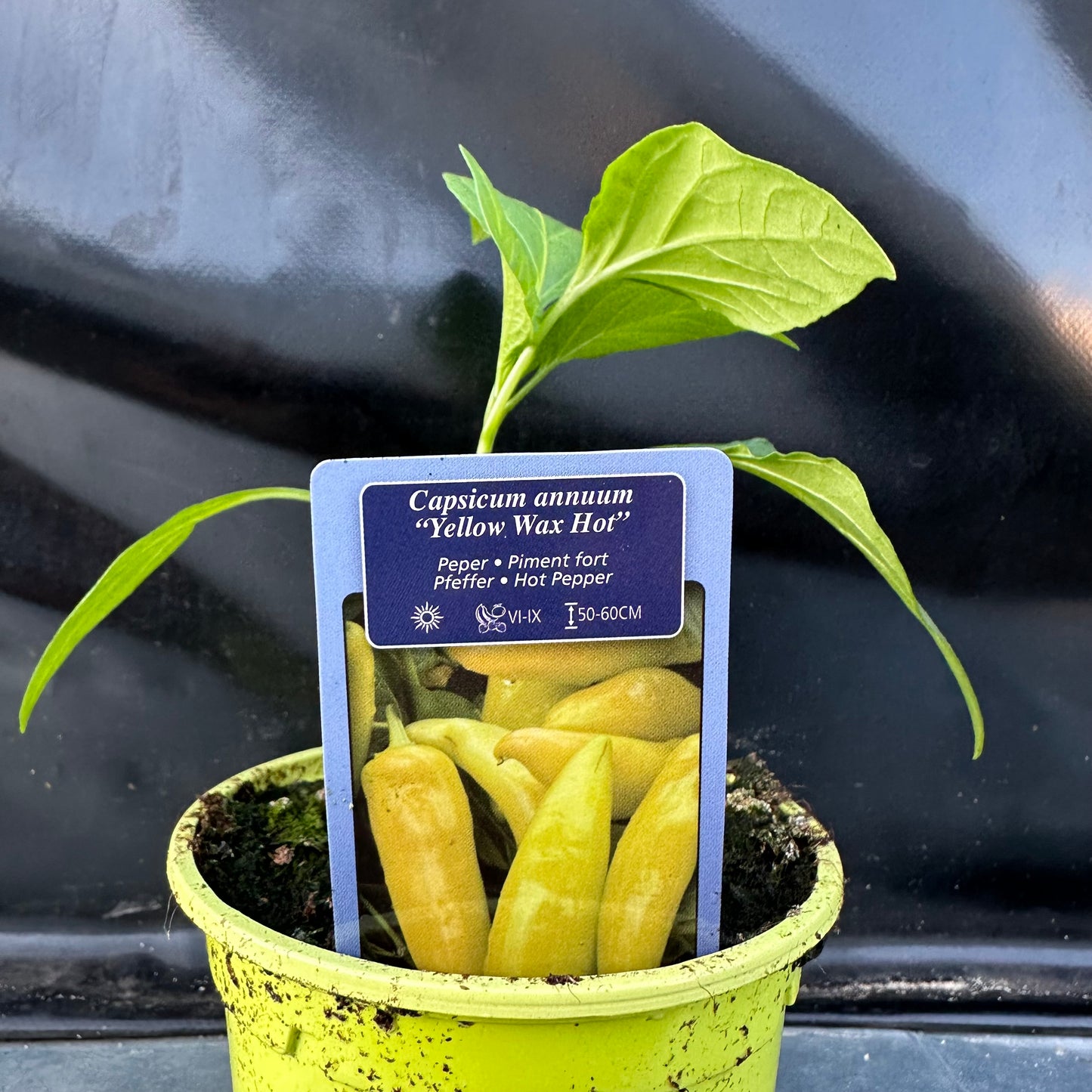 Peper Yellow Wax Hot