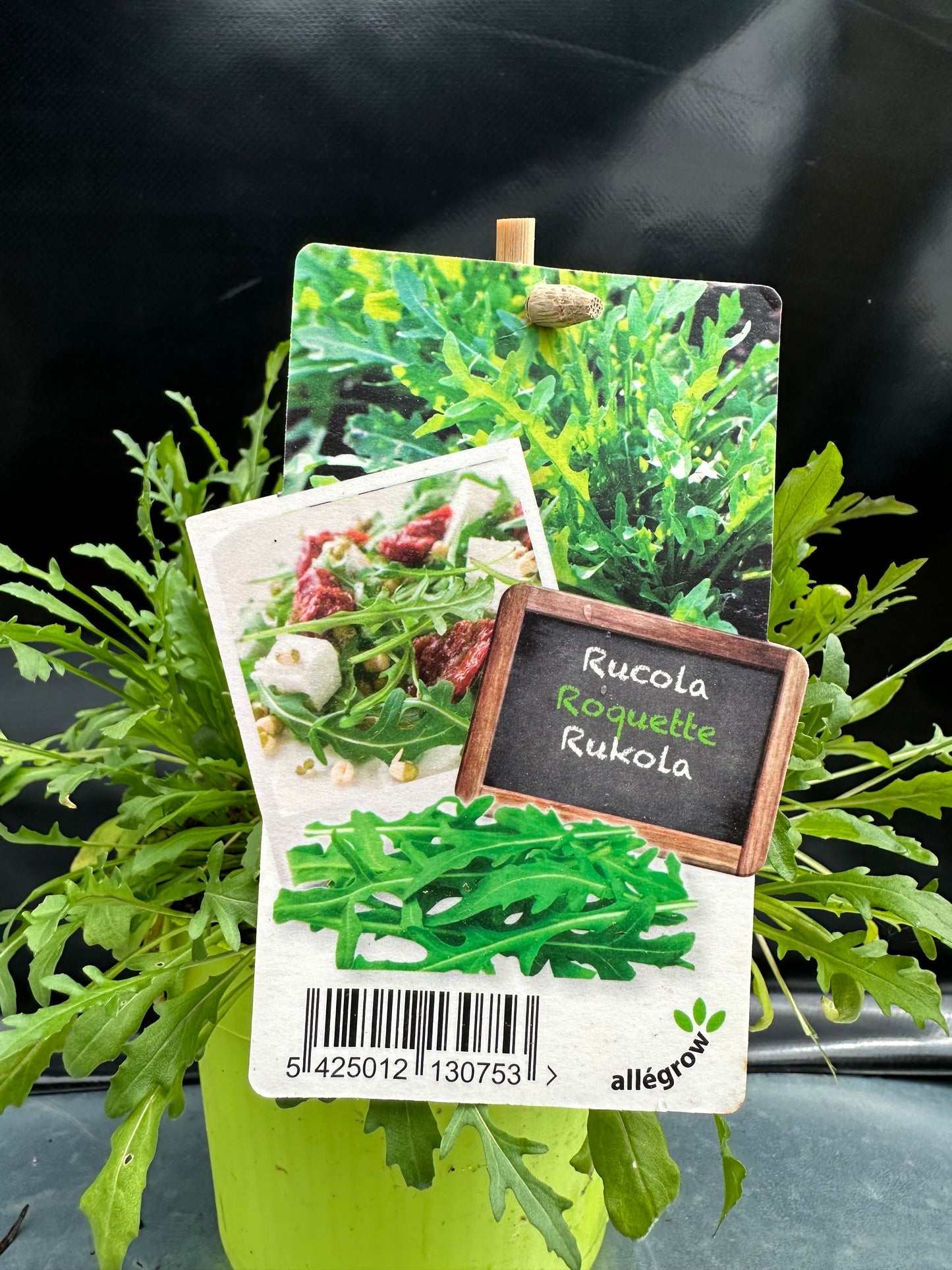 Rucola