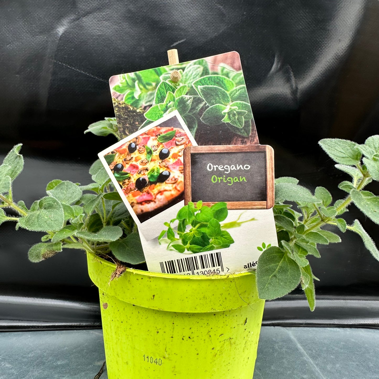 Oregano
