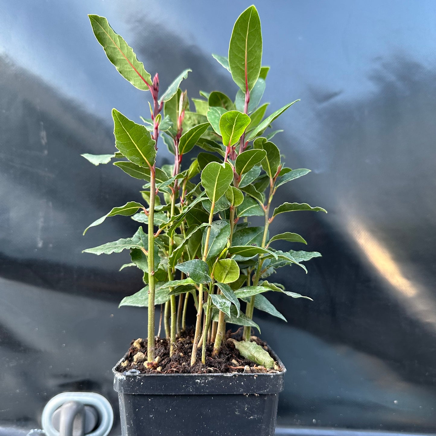 Laurus nobillis (keuken laurier)
