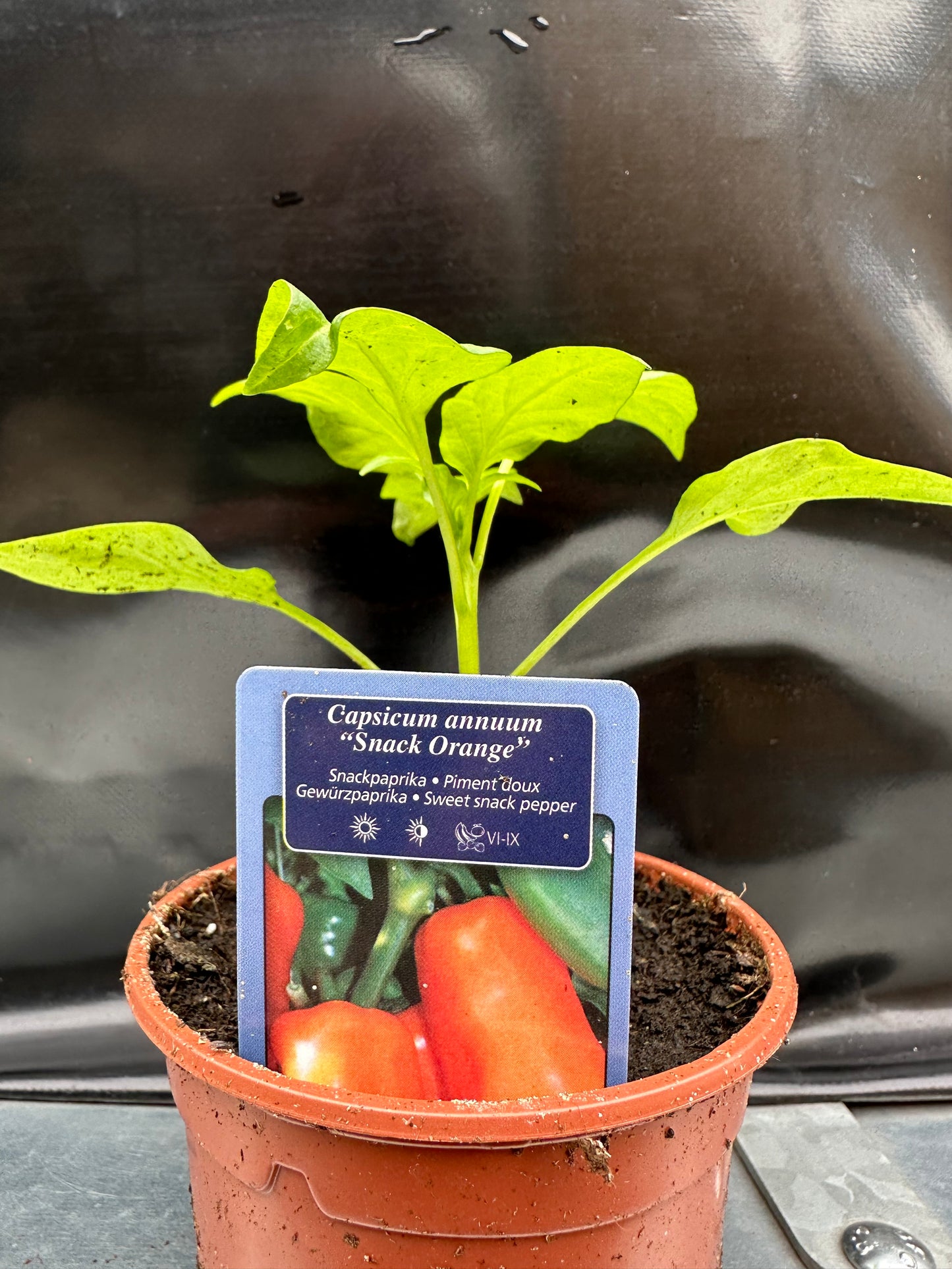 Paprika snack oranje