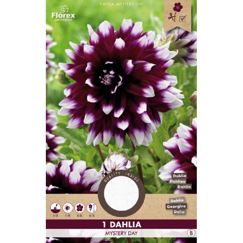 Dahlia Mystery Day Paars/wit