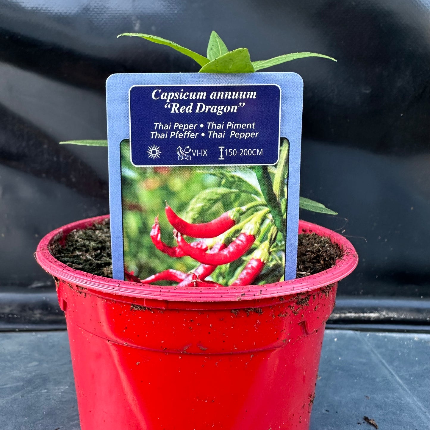 Peper Red Dragon
