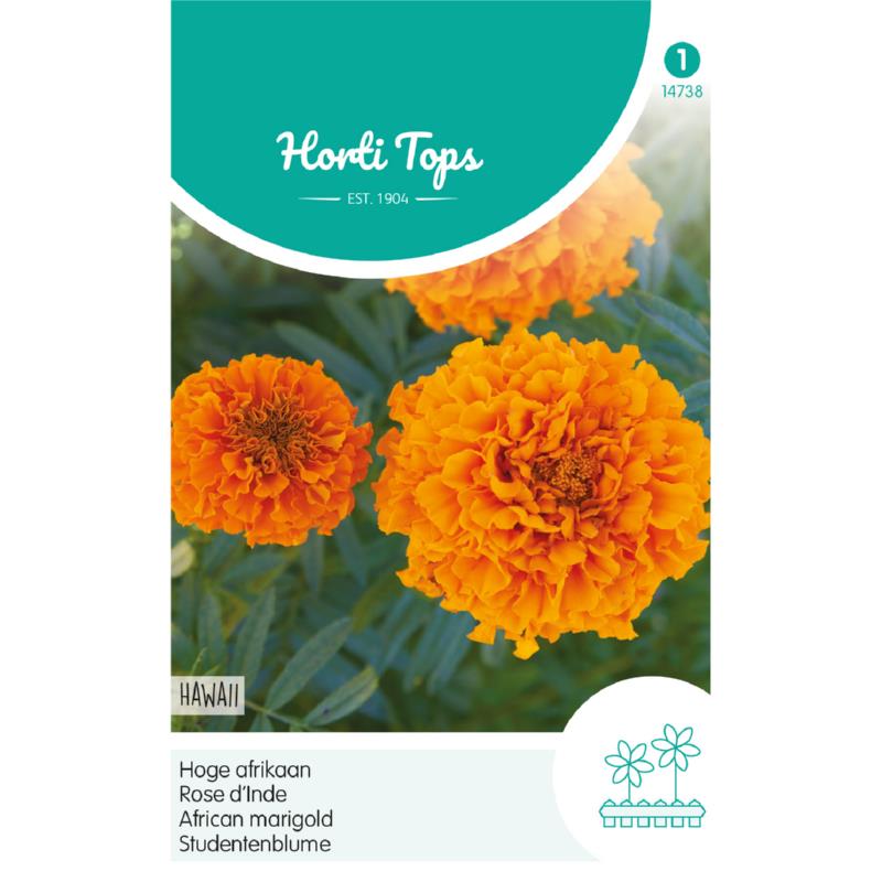 HT Tagetes, hoge Afrikaan Hawaii oranje