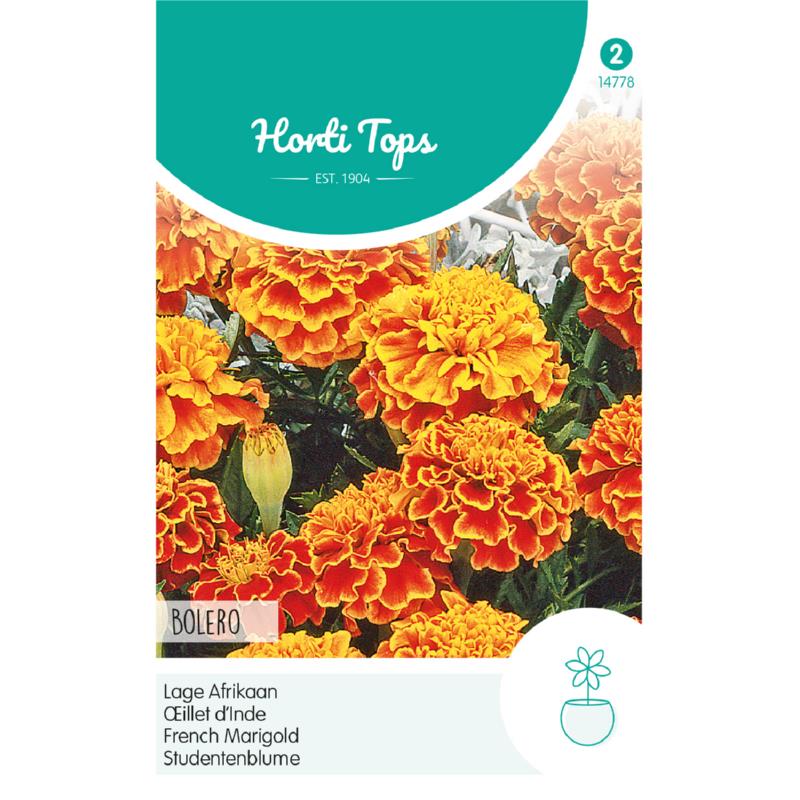 HT Tagetes, lage Afrikaan Bolero