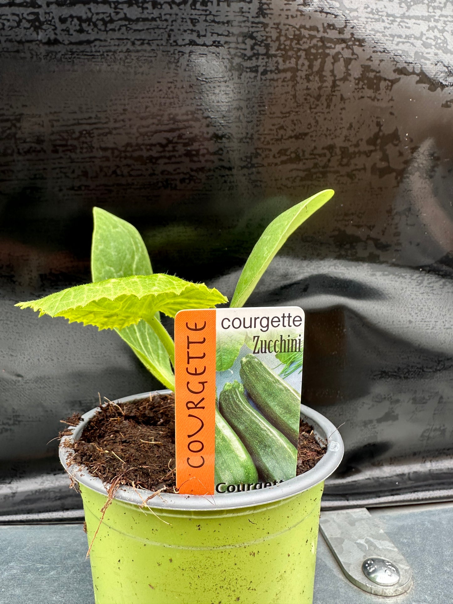 Courgette groen