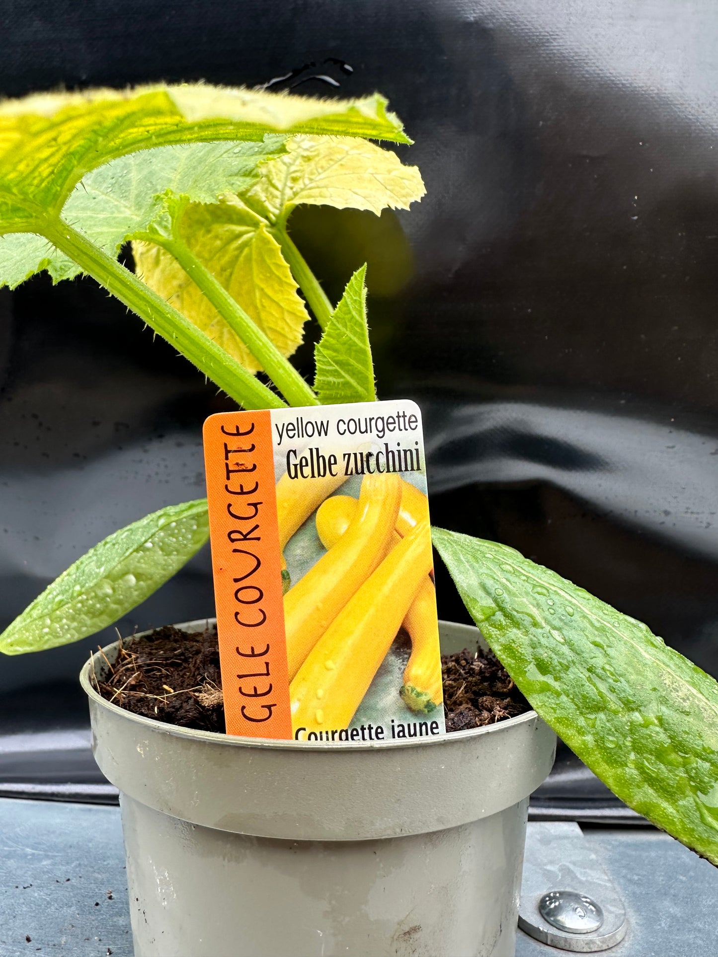 Courgette geel