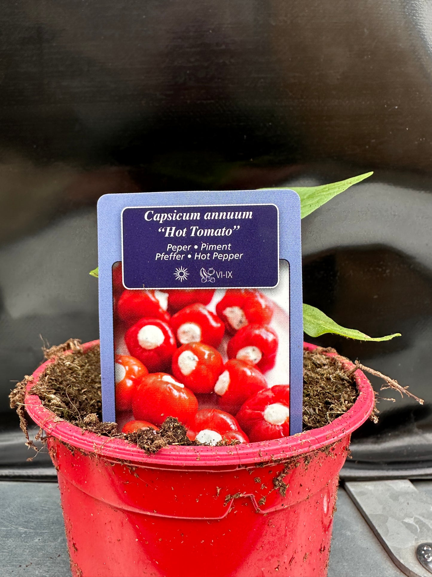 Calabrese peper