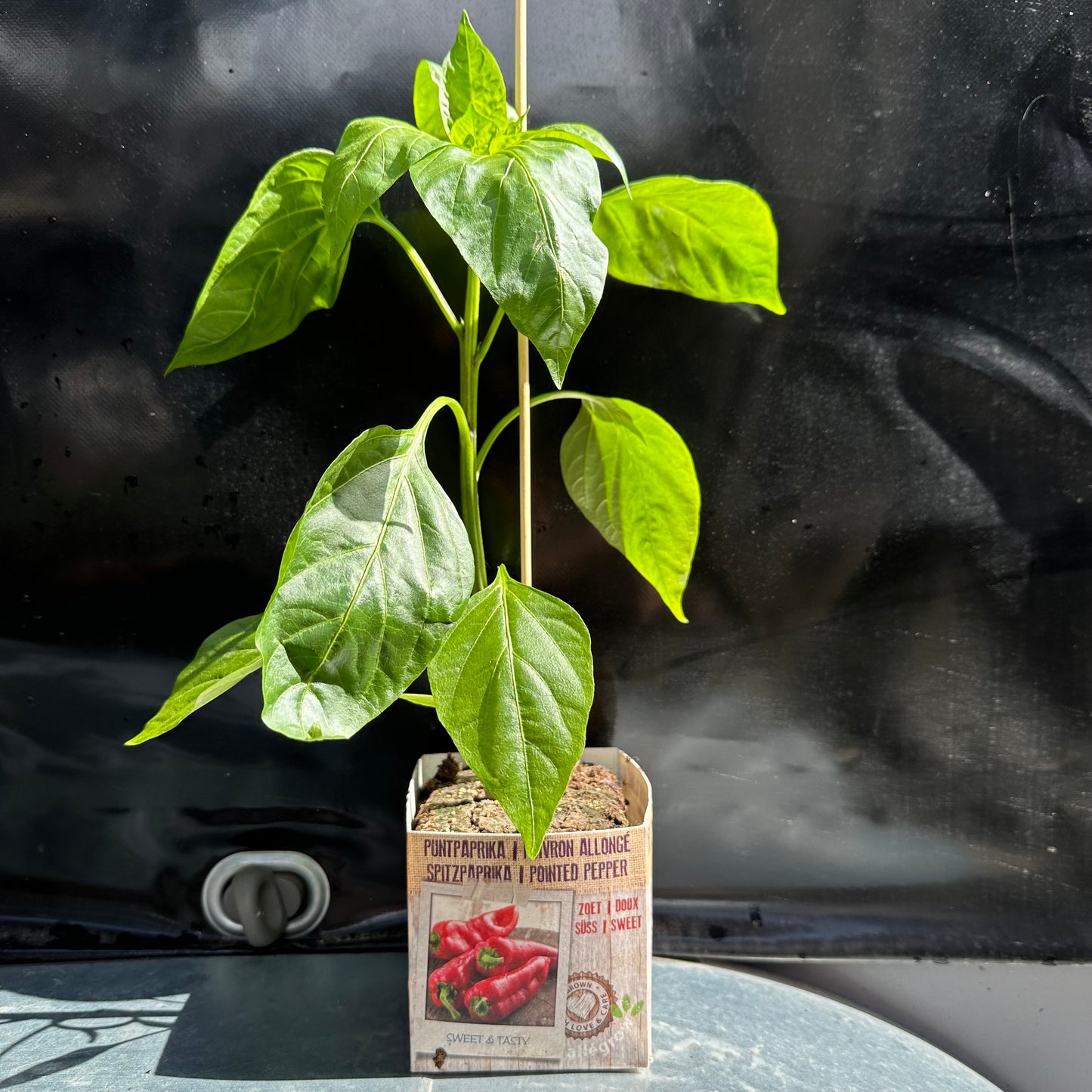 Paprika zoete punt rood