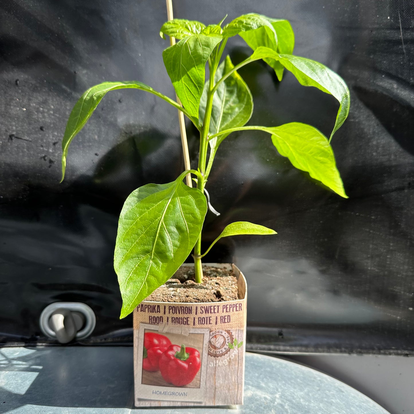 Paprika rood