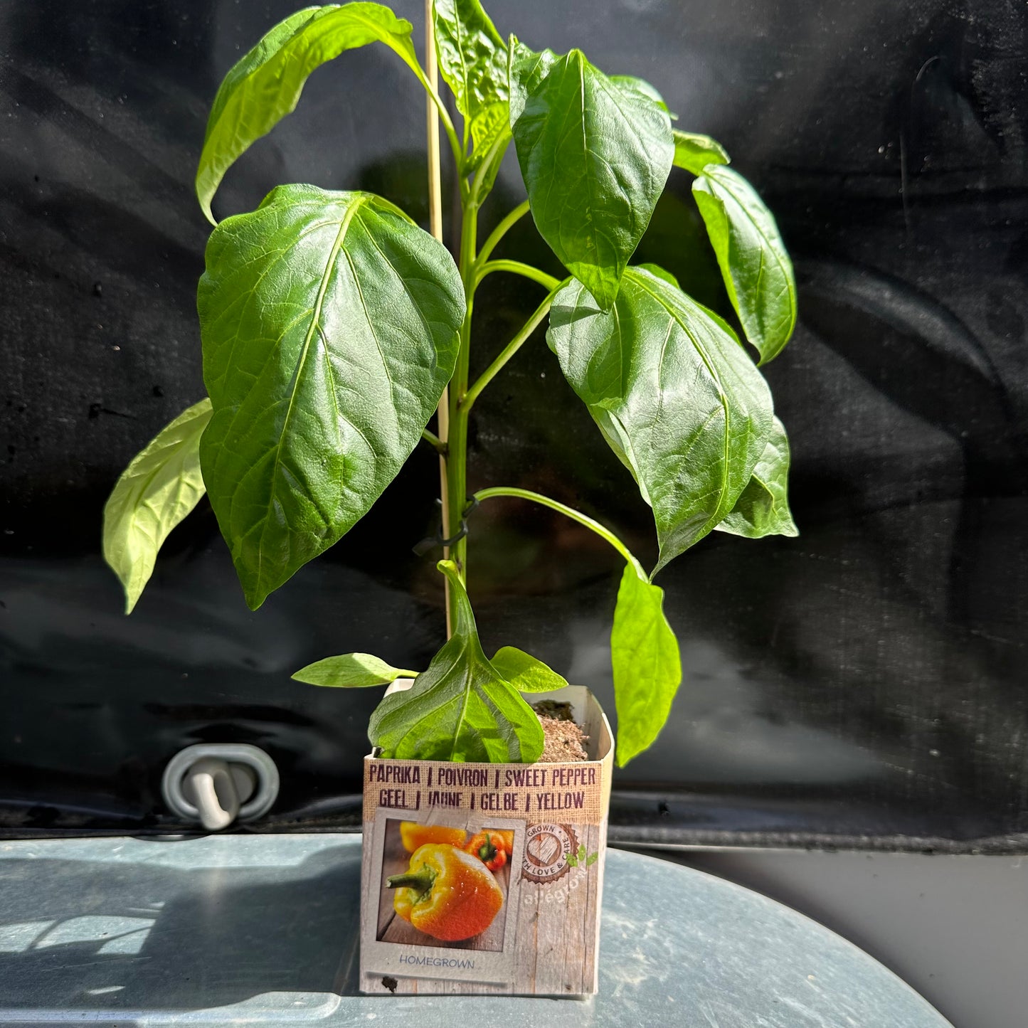 Paprika geel
