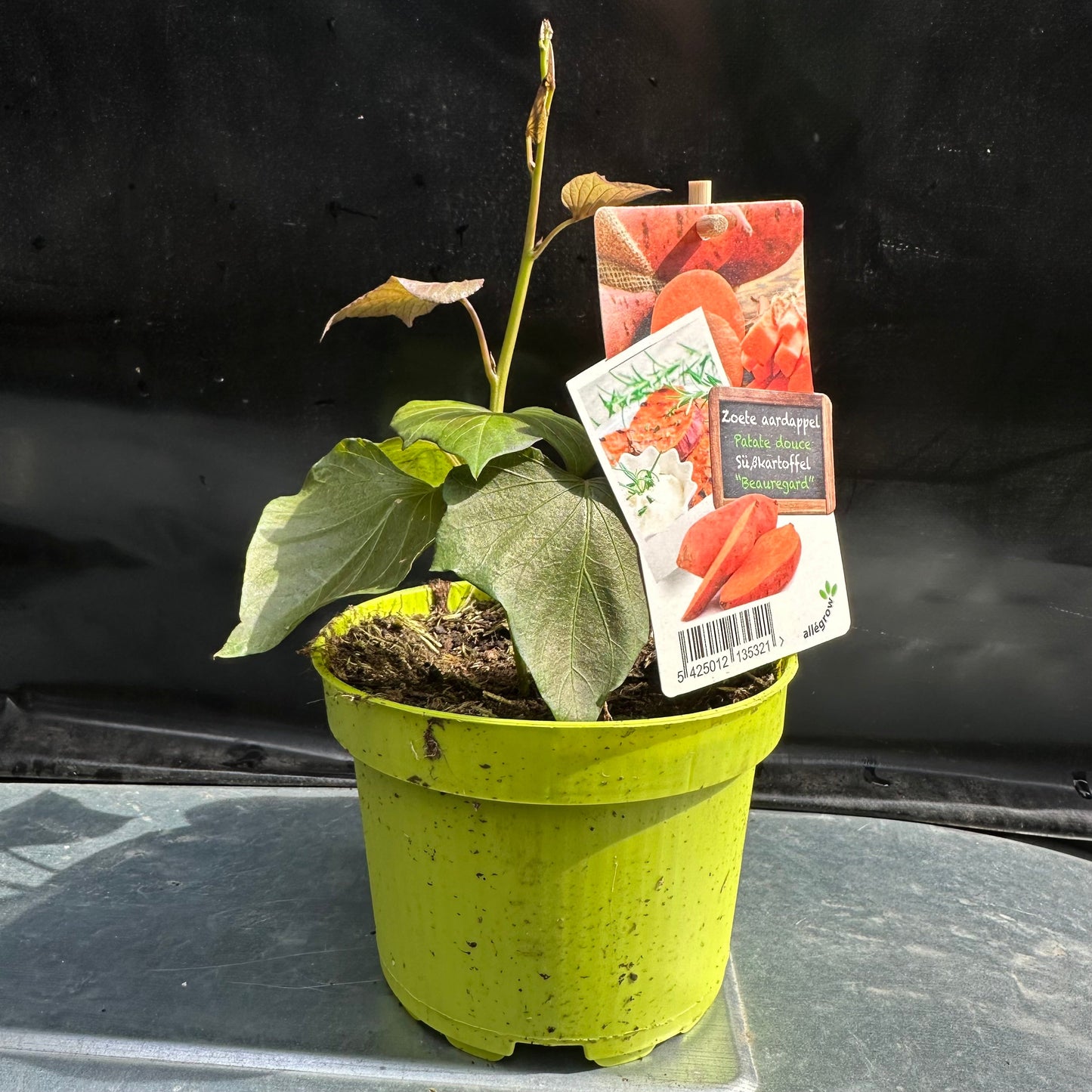 Zoete aardappel 'Erato Violet'