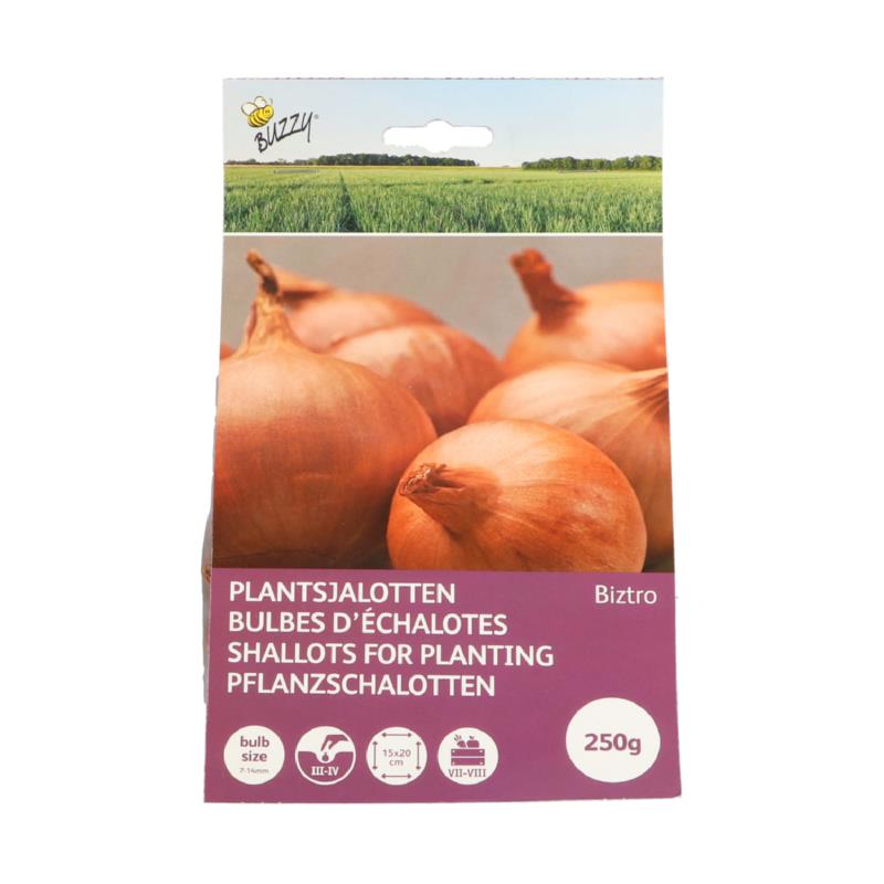Plantsjalotten Biztro ( rode sjalot )