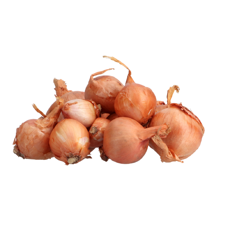 Plantsjalotten Biztro ( rode sjalot )
