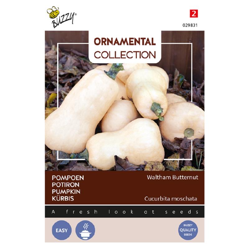 Buzzy® Ornamental Pompoen Waltham Butternut