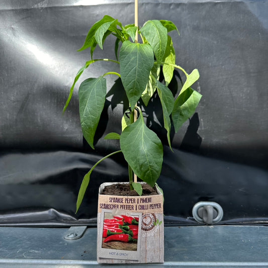 Spaanse peper ( lombok peper )