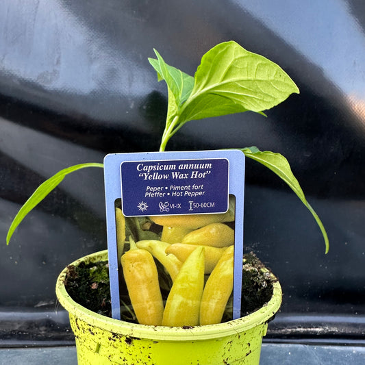 Peper Yellow Wax Hot