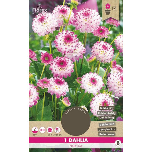 Dahlia Cactus Park Pink Isa