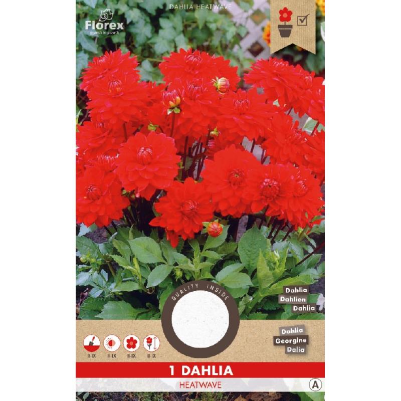 Dahlia Park Heatwave Rood