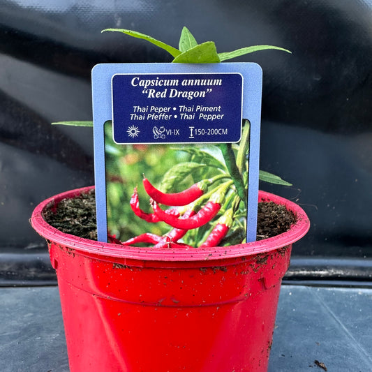 Peper Red Dragon