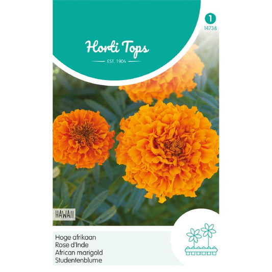 HT Tagetes, hoge Afrikaan Hawaii oranje