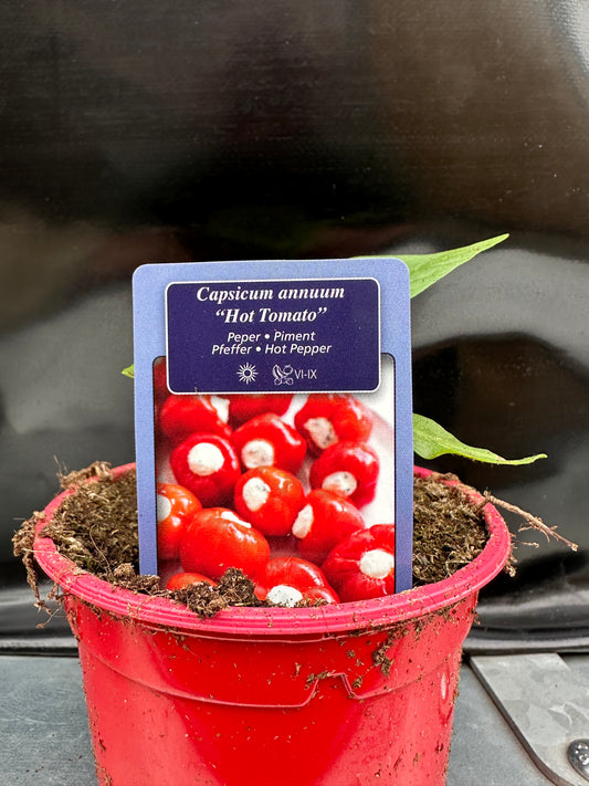 Calabrese peper