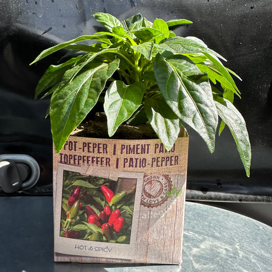 Pot peper
