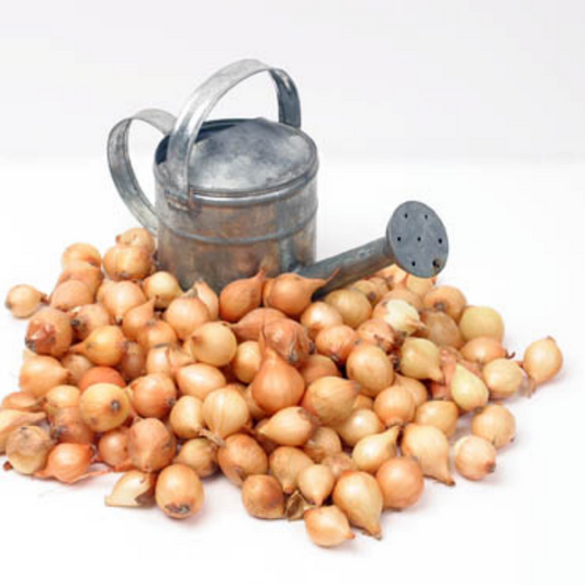 Plantuien Stuttgarter Riesen 250g maat 14/21