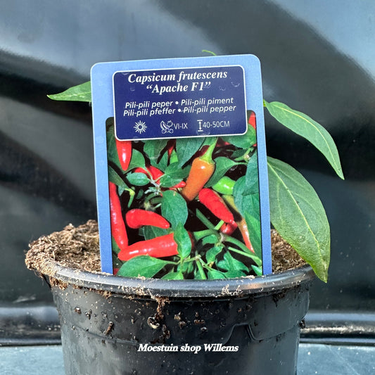 Peper Apache F1 ( pili-pili )